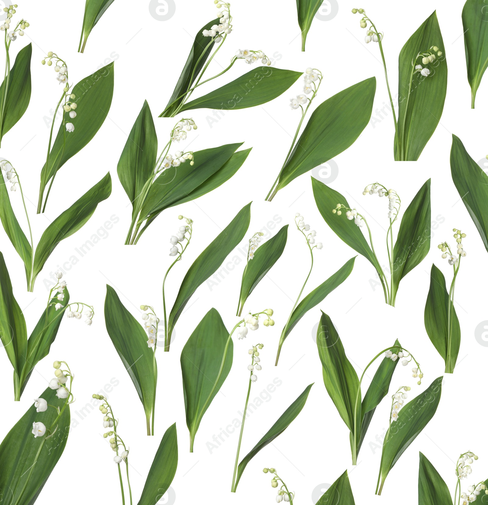 Beautiful lily of the valley flowers isolated on white, collage Image of Beautiful lily of the valley flowers isolated on white, collage
