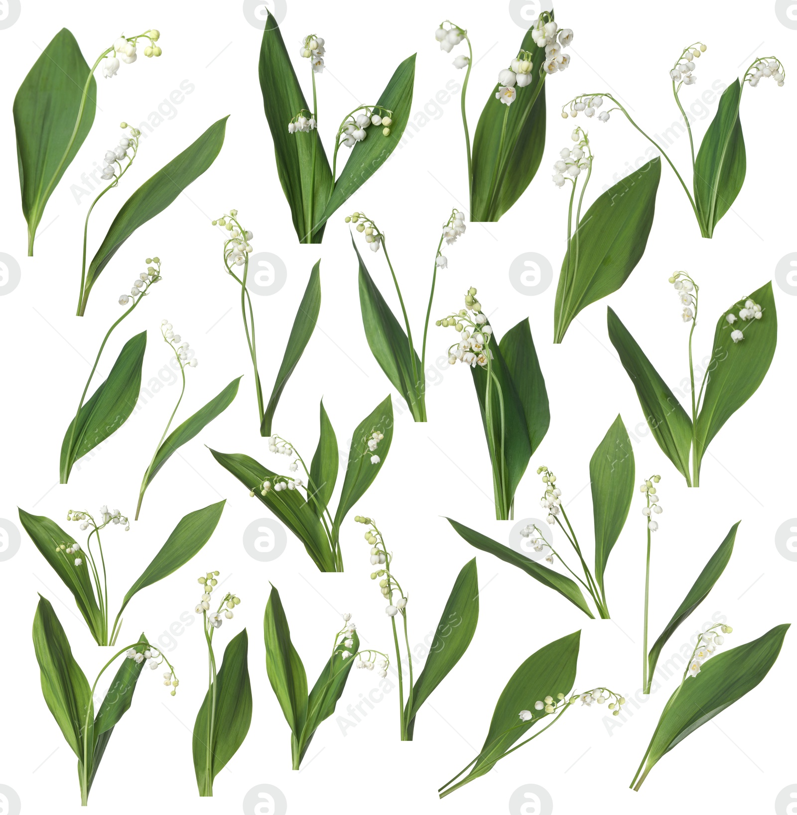 Beautiful lily of the valley flowers isolated on white, collage Image of Beautiful lily of the valley flowers isolated on white, collage