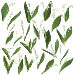 Image of Beautiful lily of the valley flowers isolated on white, collage