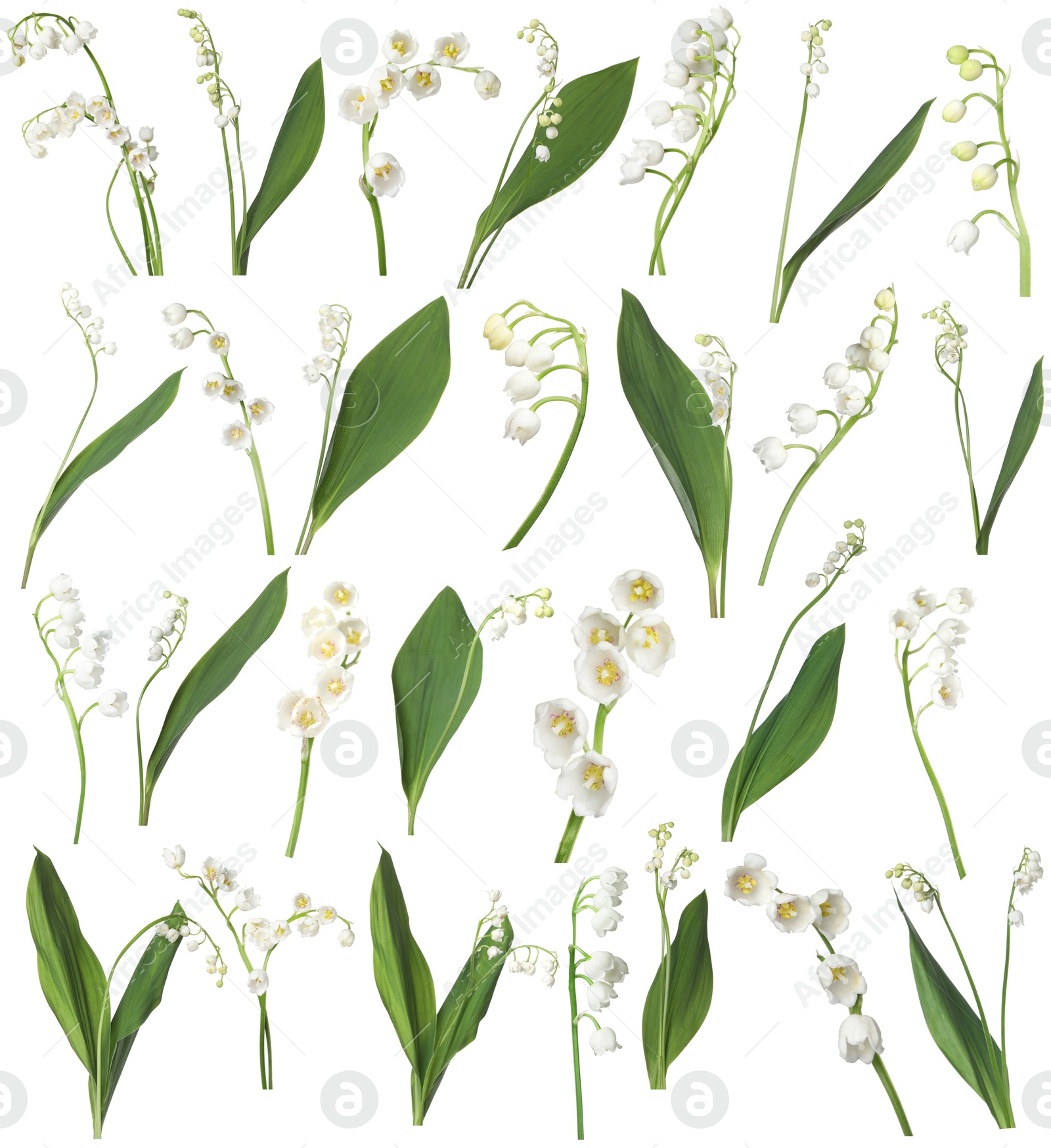 Beautiful lily of the valley flowers isolated on white, set Image of Beautiful lily of the valley flowers isolated on white, set