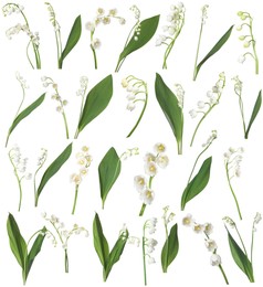 Image of Beautiful lily of the valley flowers isolated on white, set