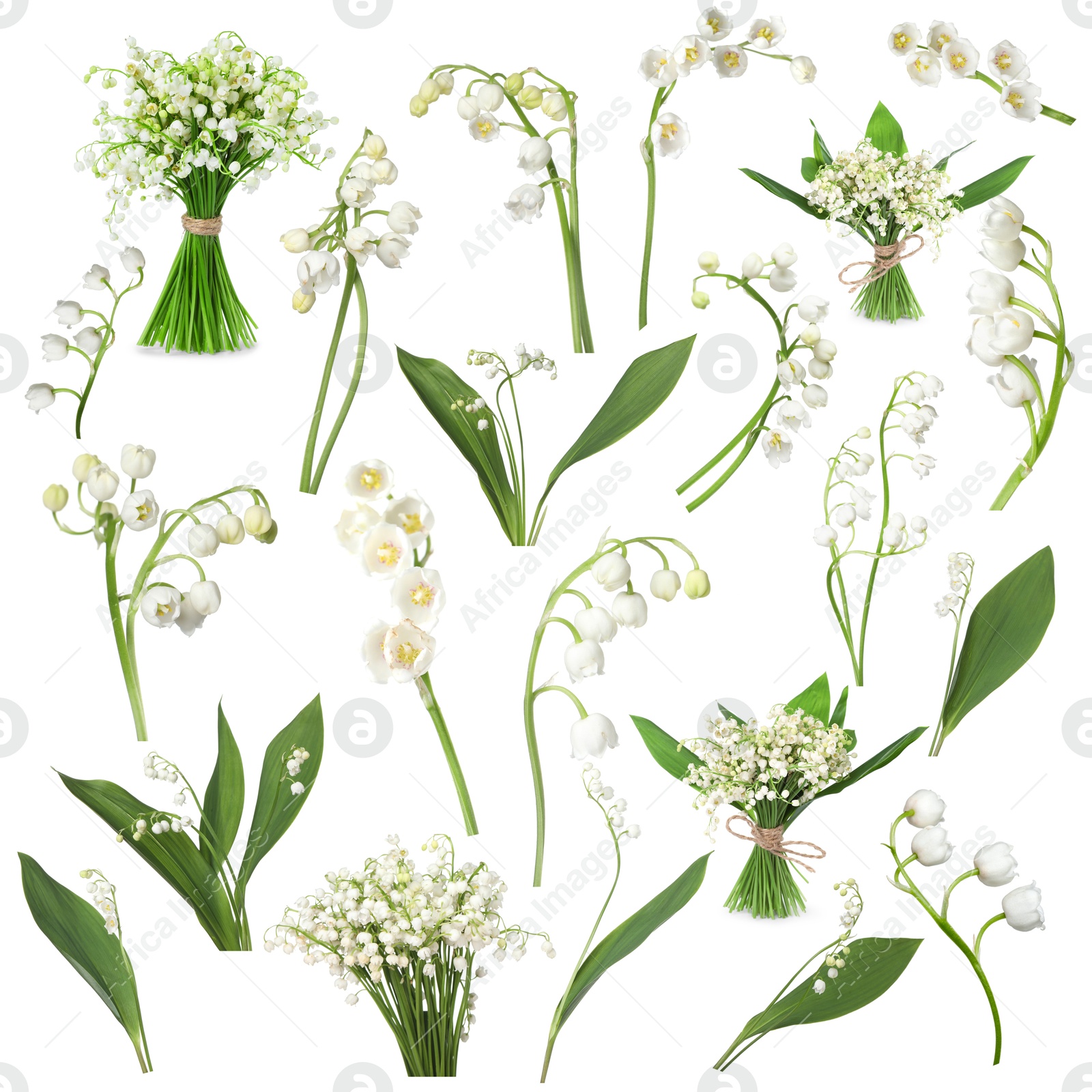 Beautiful lily of the valley flowers isolated on white, collage Image of Beautiful lily of the valley flowers isolated on white, collage