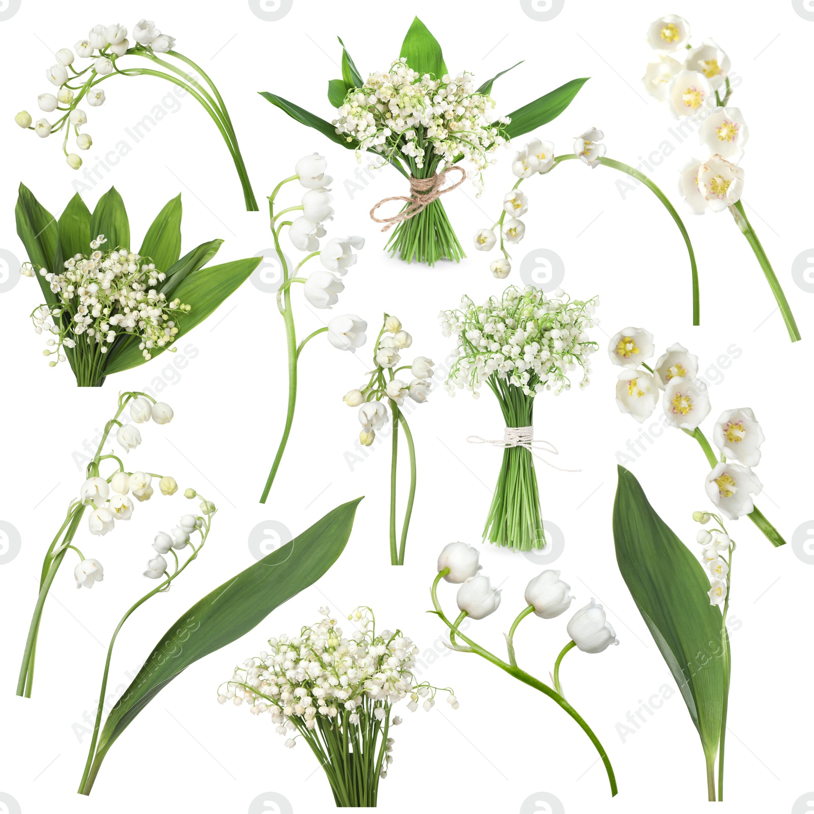 Beautiful lily of the valley flowers isolated on white, collage Image of Beautiful lily of the valley flowers isolated on white, collage