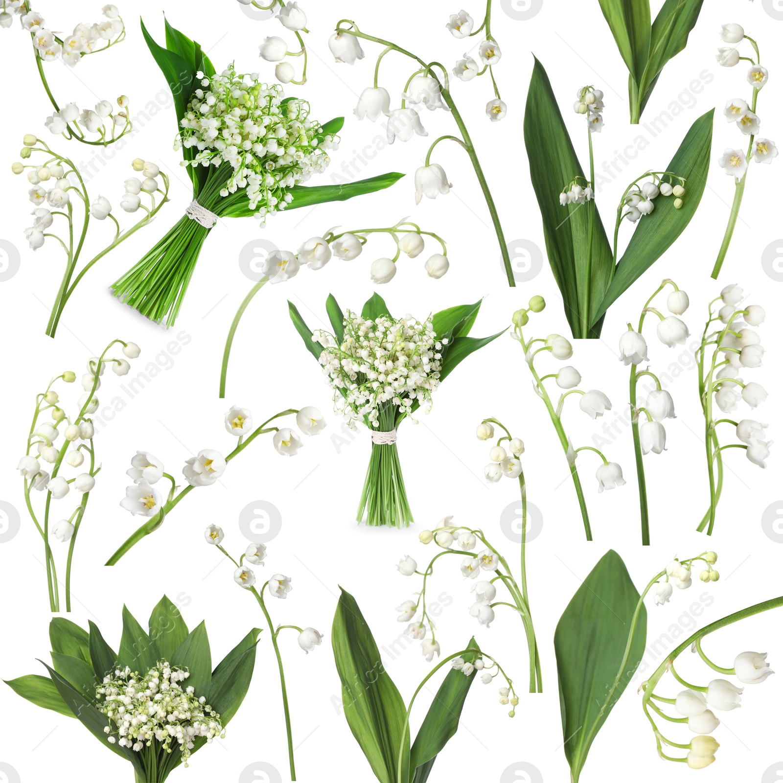 Beautiful lily of the valley flowers isolated on white, collage Image of Beautiful lily of the valley flowers isolated on white, collage