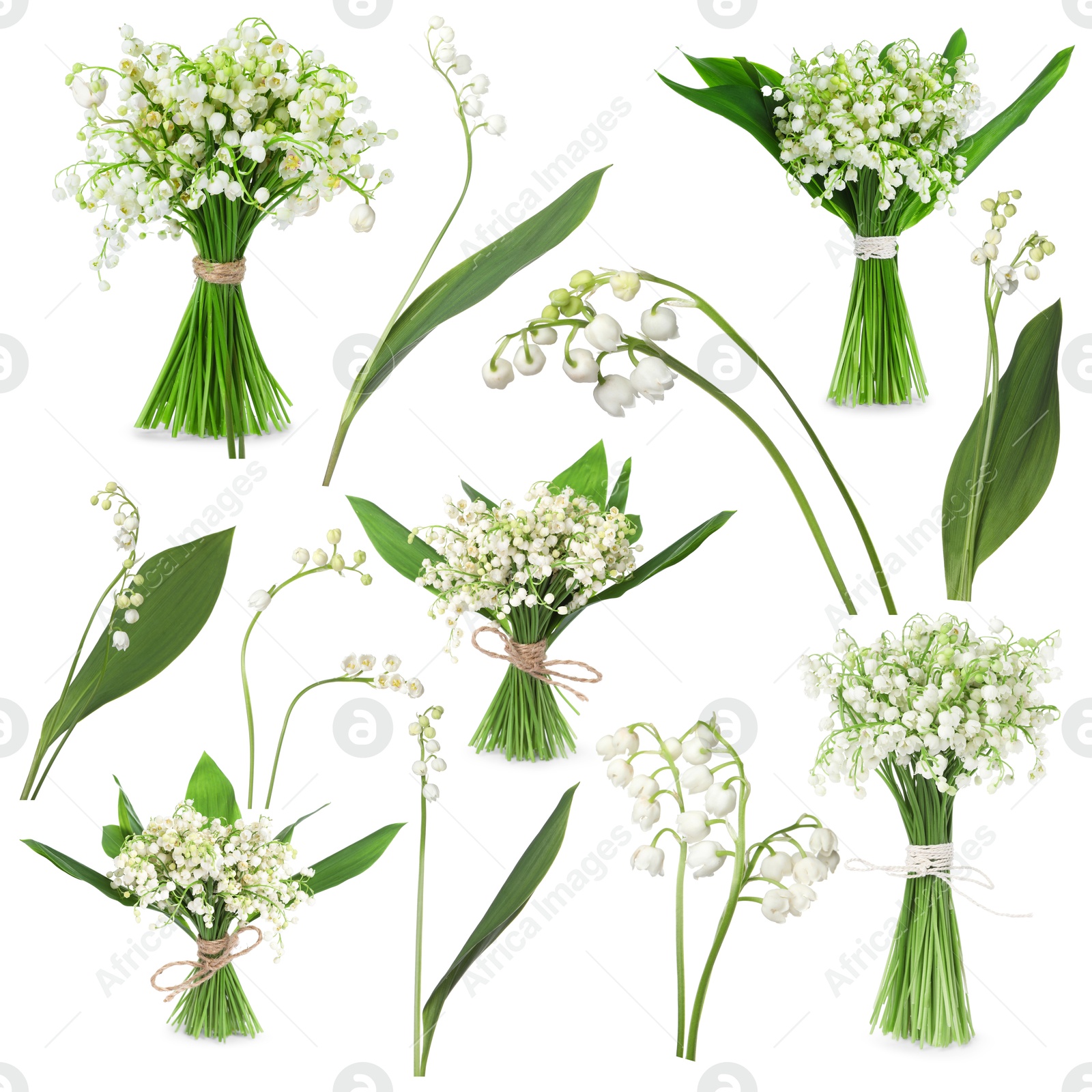 Beautiful lily of the valley flowers isolated on white, collage Image of Beautiful lily of the valley flowers isolated on white, collage
