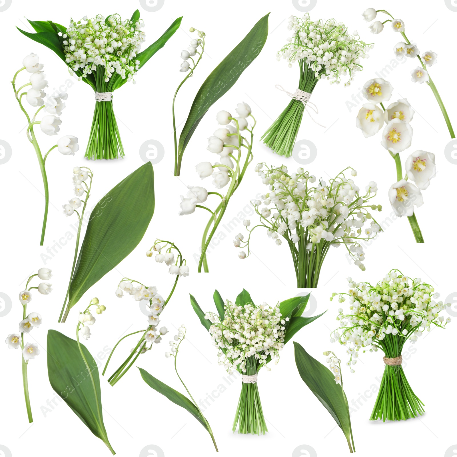 Beautiful lily of the valley flowers isolated on white, collage Image of Beautiful lily of the valley flowers isolated on white, collage