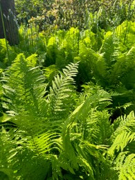 Photo of Beautiful fern plants growing in botanical garden