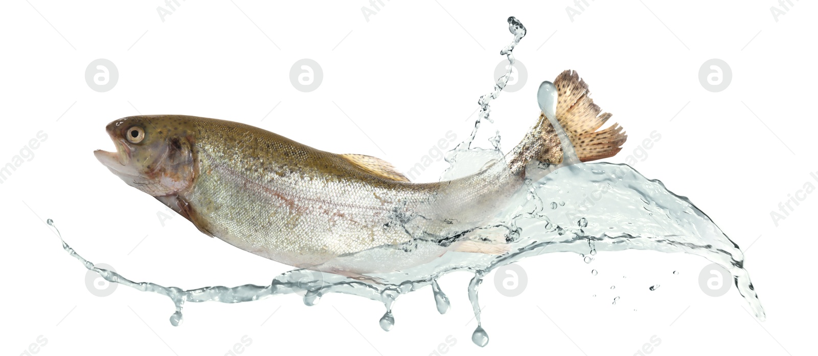 Cutthroat trout fish in water splashes on white background Image of Cutthroat trout fish in water splashes on white background