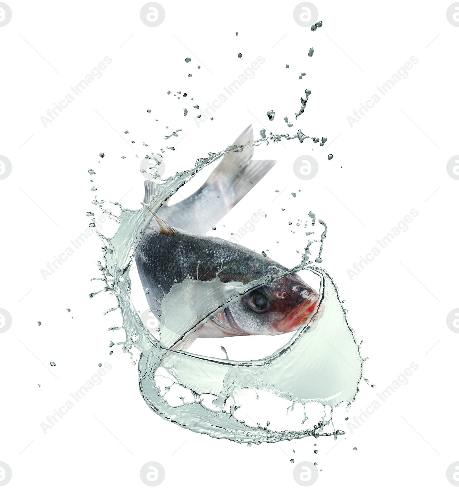 Sea bass fish in water splashes on white background Image of Sea bass fish in water splashes on white background