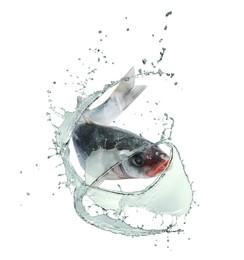 Image of Sea bass fish in water splashes on white background