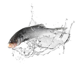 Image of Sea bass fish in water splashes on white background