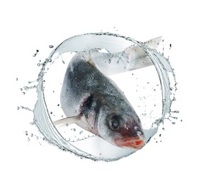 Image of Sea bass fish in water splashes on white background