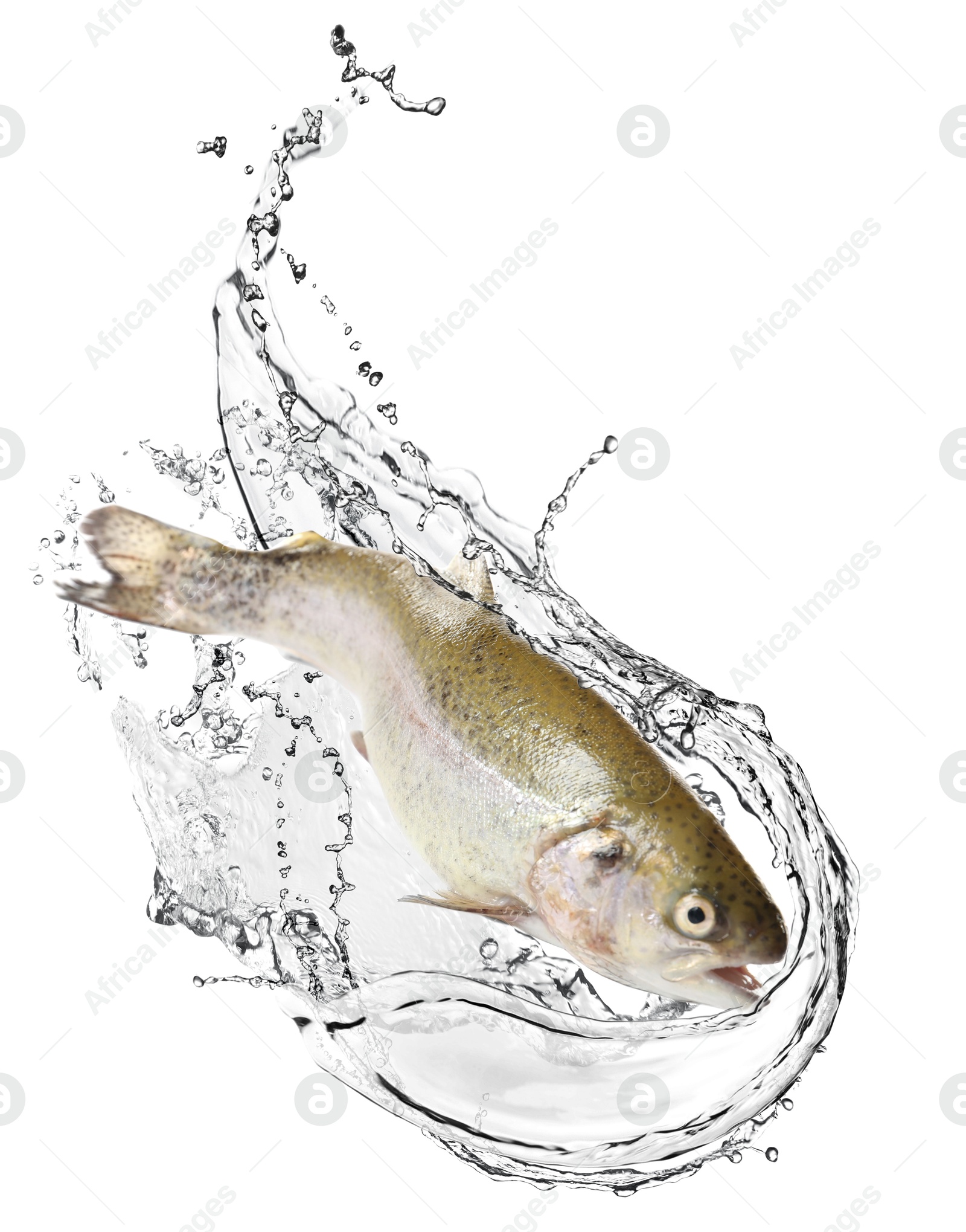 Cutthroat trout fish in water splashes on white background Image of Cutthroat trout fish in water splashes on white background