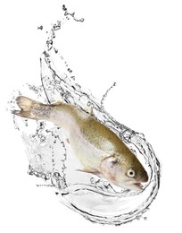 Image of Cutthroat trout fish in water splashes on white background