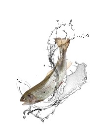 Image of Cutthroat trout fish in water splashes on white background