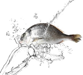 Image of Dorada fish in water splashes on white background