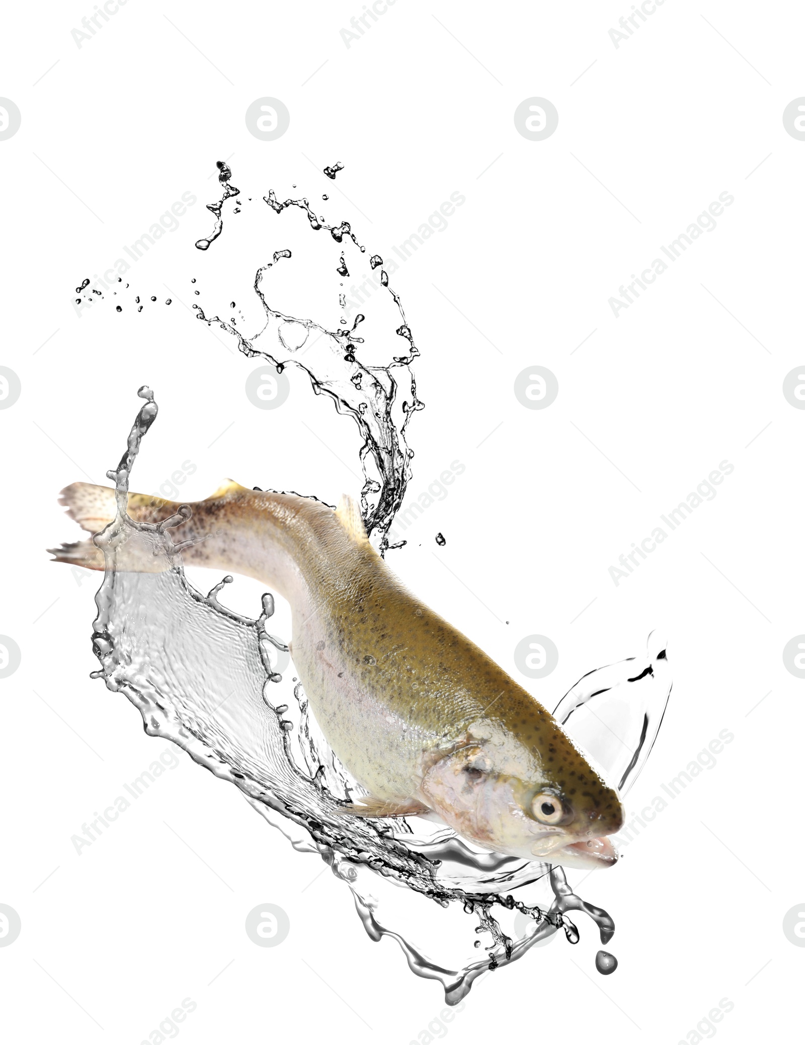 Cutthroat trout fish in water splashes on white background Image of Cutthroat trout fish in water splashes on white background