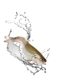 Image of Cutthroat trout fish in water splashes on white background