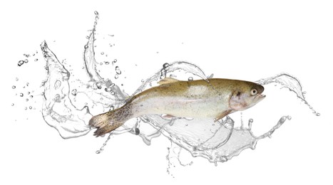 Image of Cutthroat trout fish in water splashes on white background