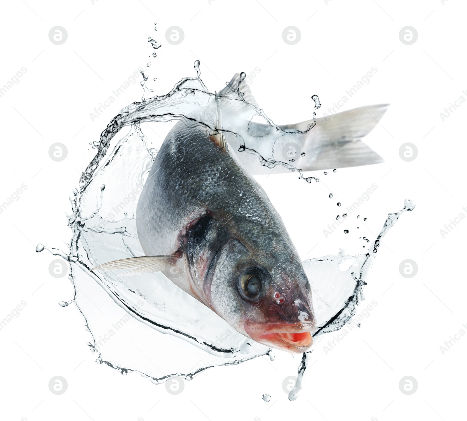 Sea bass fish in water splashes on white background Image of Sea bass fish in water splashes on white background