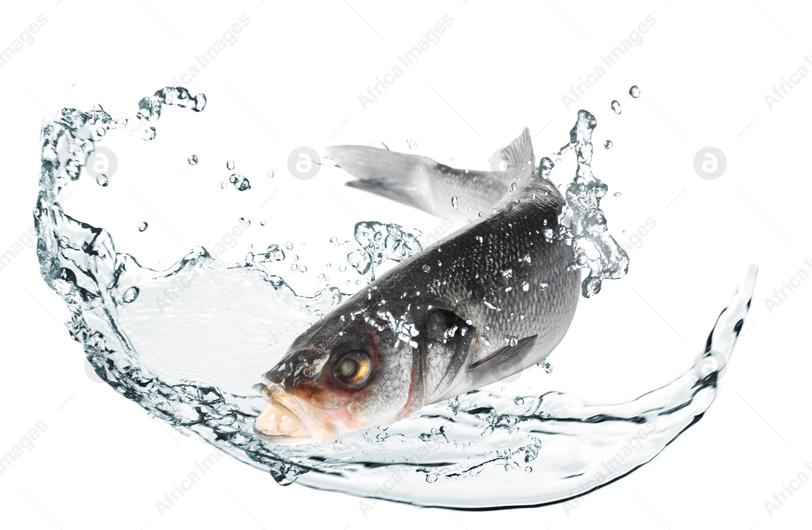 Sea bass fish in water splashes on white background Image of Sea bass fish in water splashes on white background