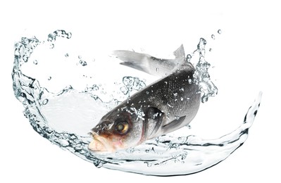 Image of Sea bass fish in water splashes on white background