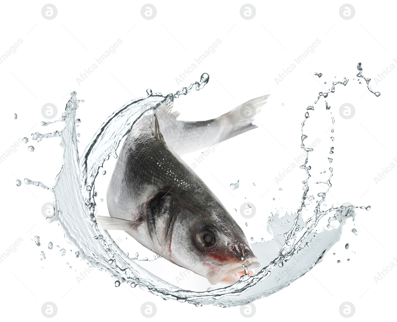 Sea bass fish in water splashes on white background Image of Sea bass fish in water splashes on white background