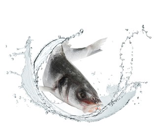 Image of Sea bass fish in water splashes on white background
