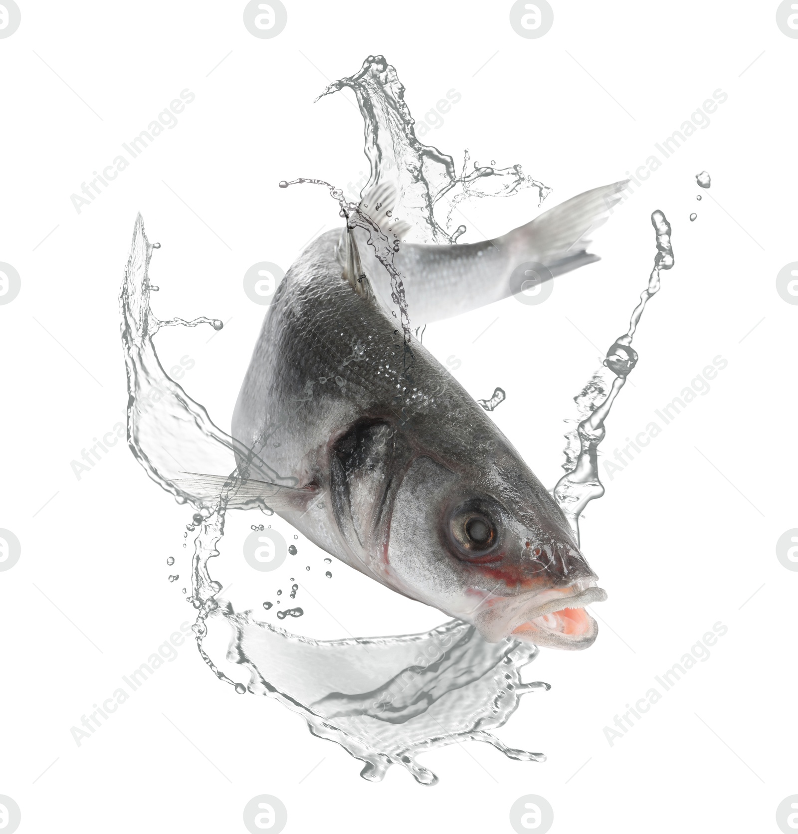 Sea bass fish in water splashes on white background Image of Sea bass fish in water splashes on white background