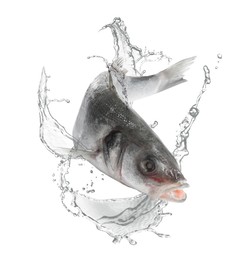 Image of Sea bass fish in water splashes on white background