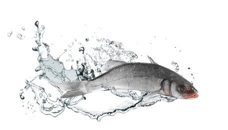 Image of Sea bass fish in water splashes on white background