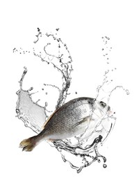 Image of Dorada fish in water splashes on white background