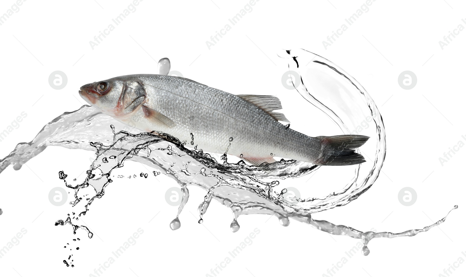 Sea bass fish in water splashes on white background Image of Sea bass fish in water splashes on white background