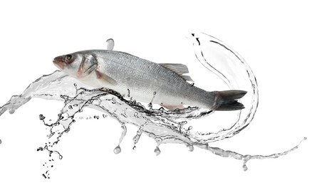 Image of Sea bass fish in water splashes on white background