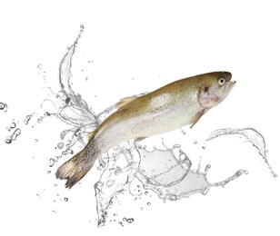 Image of Cutthroat trout fish in water splashes on white background