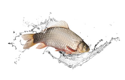 Image of Crucian carp in water splashes on white background