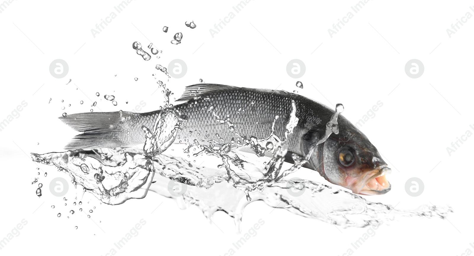 Sea bass fish in water splashes on white background Image of Sea bass fish in water splashes on white background