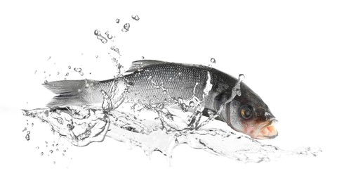 Image of Sea bass fish in water splashes on white background
