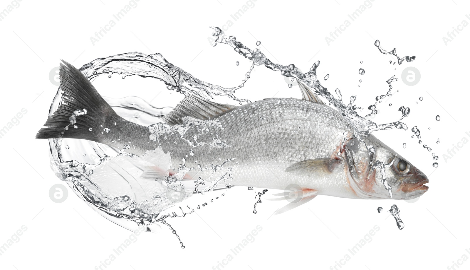 Sea bass fish in water splashes on white background Image of Sea bass fish in water splashes on white background