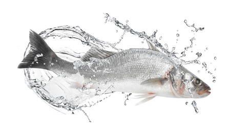 Image of Sea bass fish in water splashes on white background
