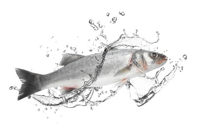 Image of Sea bass fish in water splashes on white background