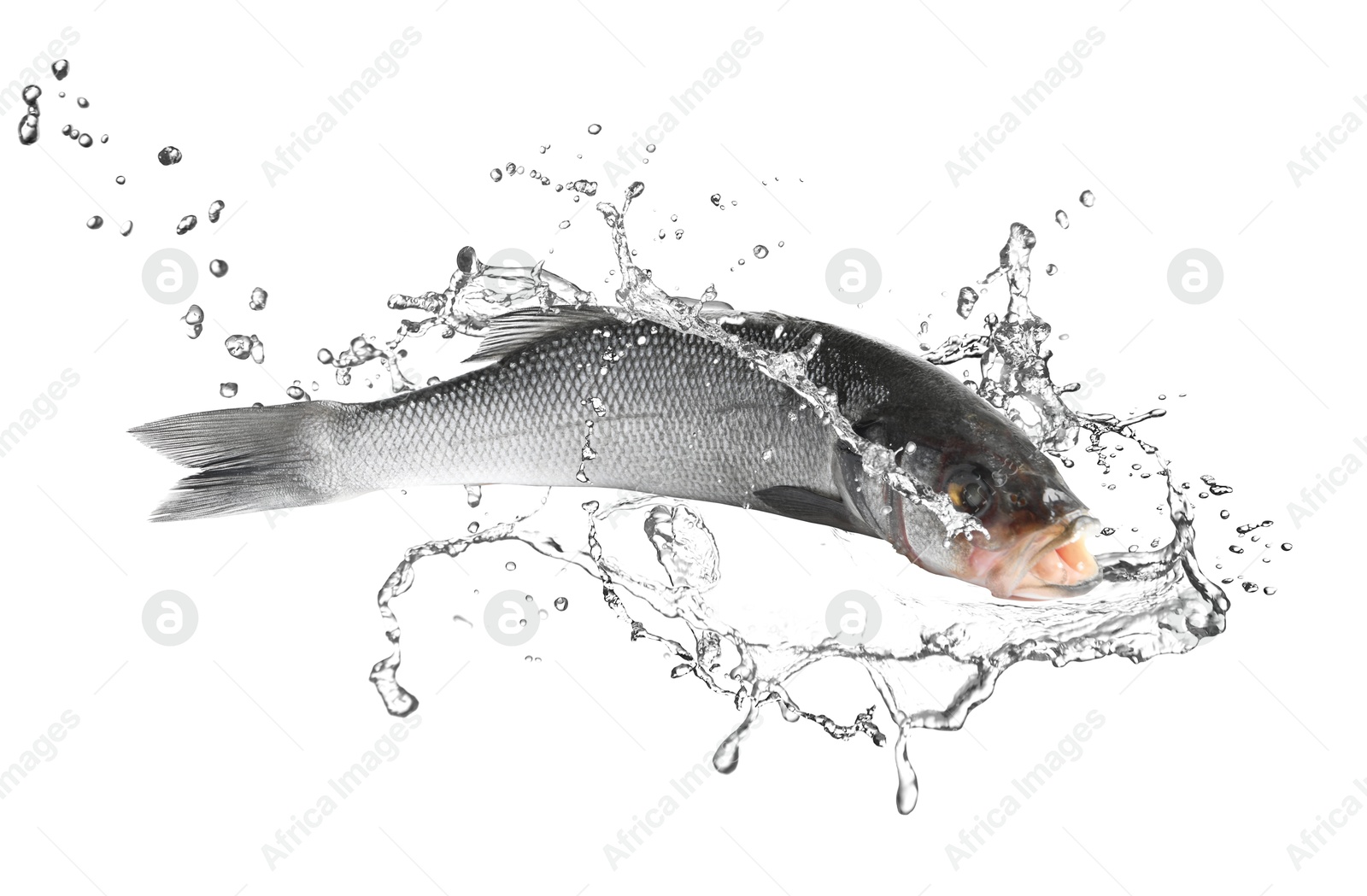 Sea bass fish in water splashes on white background Image of Sea bass fish in water splashes on white background