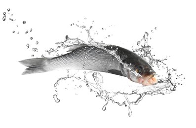 Image of Sea bass fish in water splashes on white background