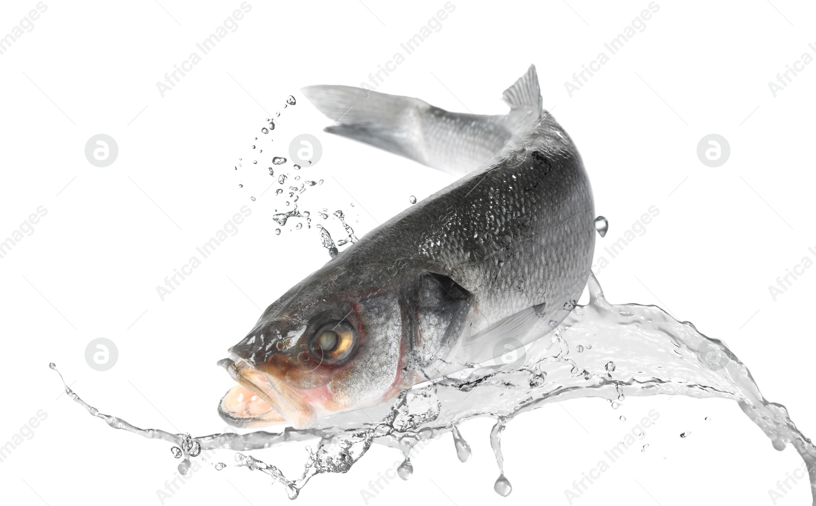 Sea bass fish in water splashes on white background Image of Sea bass fish in water splashes on white background