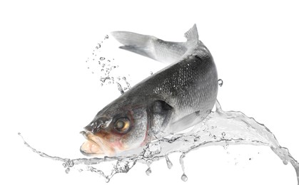 Image of Sea bass fish in water splashes on white background
