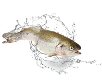 Image of Cutthroat trout fish in water splashes on white background
