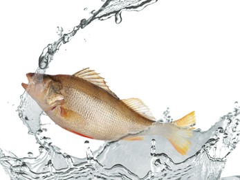 Image of Perch fish in water splashes on white background