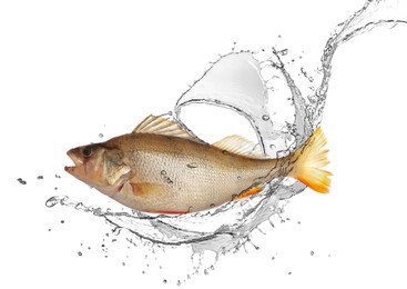 Image of Perch fish in water splashes on white background