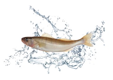 Image of Pike perch fish in water splashes on white background