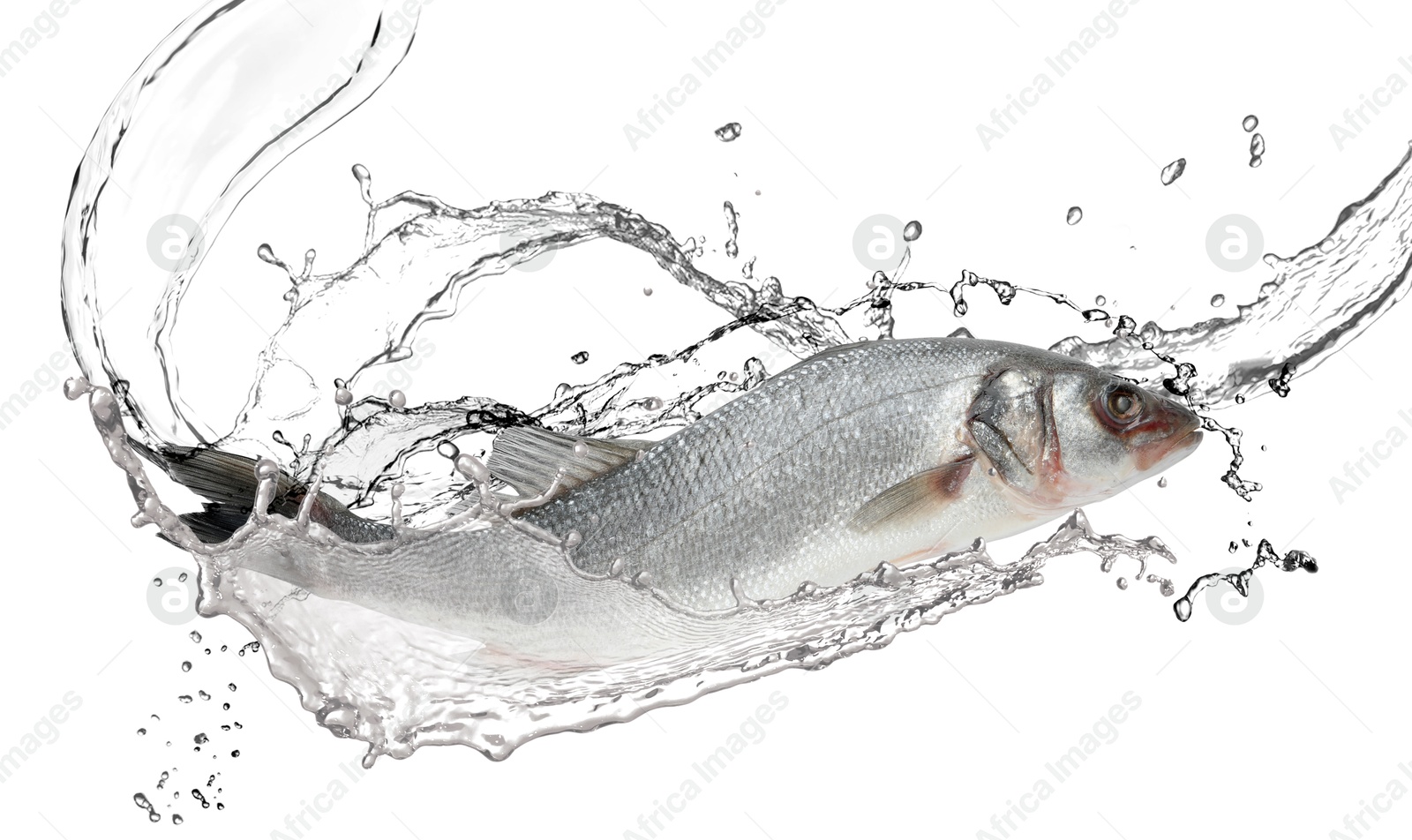 Sea bass fish in water splashes on white background Image of Sea bass fish in water splashes on white background